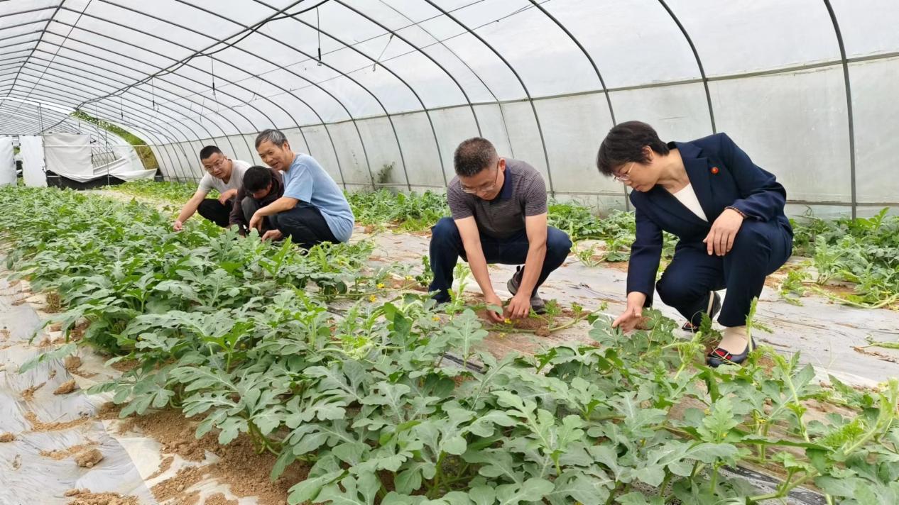 国家西甜瓜产业体系邵阳综合试验站：将科技服务送进田间地头5.jpg