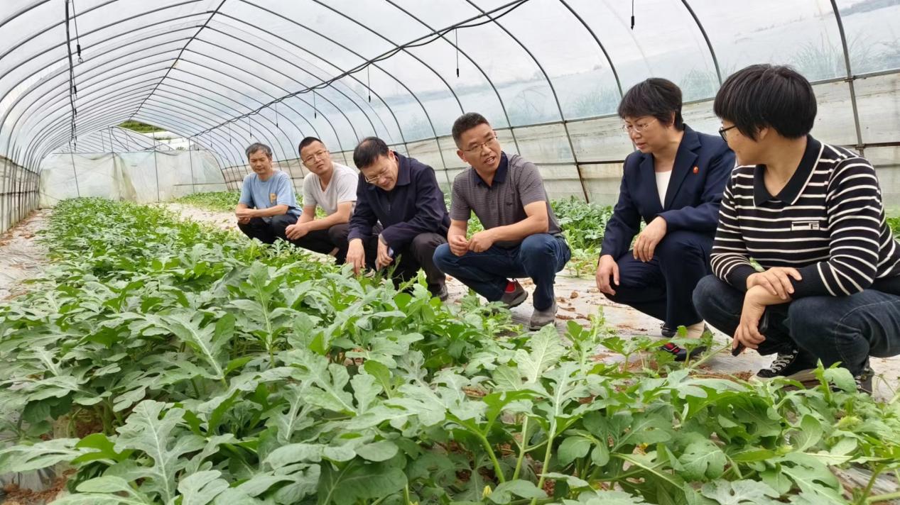 国家西甜瓜产业体系邵阳综合试验站：将科技服务送进田间地头4.jpg